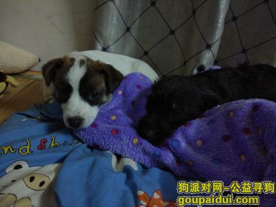 【广州找狗】，我的小白狗在2017年12月7日的早上不见了，它是一只非常可爱的宠物狗狗，希望它早日回家，不要变成流浪狗。