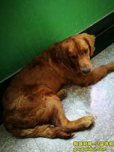 咸阳寻狗网，咸阳市文林路12月2日丢失8月大金毛幼犬，它是一只非常可爱的宠物狗狗，希望它早日回家，不要变成流浪狗。