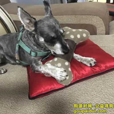 武汉市汉口北找雪纳瑞，酬金3000，它是一只非常可爱的宠物狗狗，希望它早日回家，不要变成流浪狗。
