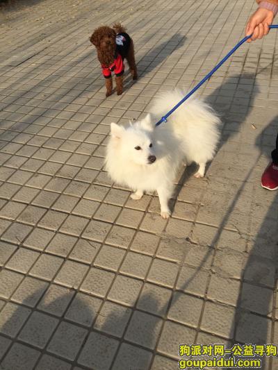 南京捡到狗，12月初在马群西花岗一个长门口捡到一个白色狗狗，寻主人，它是一只非常可爱的宠物狗狗，希望它早日回家，不要变成流浪狗。