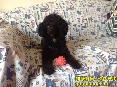 【西安找狗】，寻狗启示[黑色泰迪犬]，它是一只非常可爱的宠物狗狗，希望它早日回家，不要变成流浪狗。