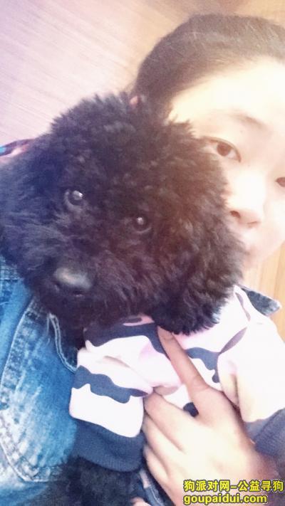 【重庆找狗】，一只黑色泰迪被人抱走的 身上什么也没有 名字叫苏苏，它是一只非常可爱的宠物狗狗，希望它早日回家，不要变成流浪狗。
