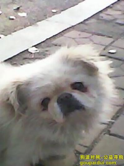 【沈阳找狗】，大东区三家子丢失公狗一条15714000155，它是一只非常可爱的宠物狗狗，希望它早日回家，不要变成流浪狗。