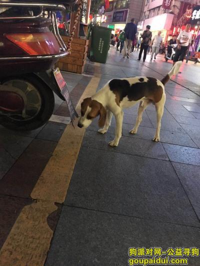 信阳市羊山五街重金寻找比格，它是一只非常可爱的宠物狗狗，希望它早日回家，不要变成流浪狗。