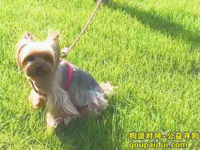 【上海找狗】，上海市闵行区莘谭路酬谢八千元寻找约克夏，它是一只非常可爱的宠物狗狗，希望它早日回家，不要变成流浪狗。