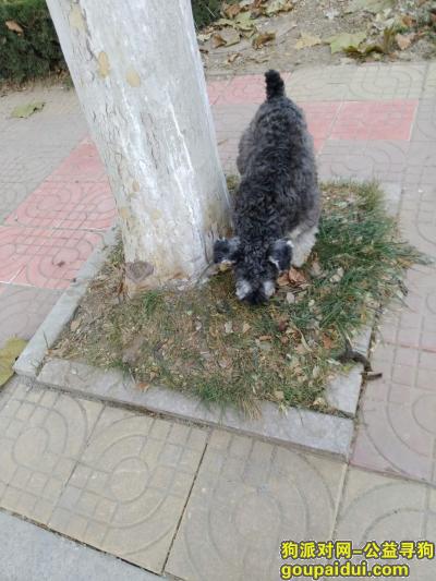 雪纳瑞，名字，可乐3岁，黑灰色.电话18605361778，它是一只非常可爱的宠物狗狗，希望它早日回家，不要变成流浪狗。