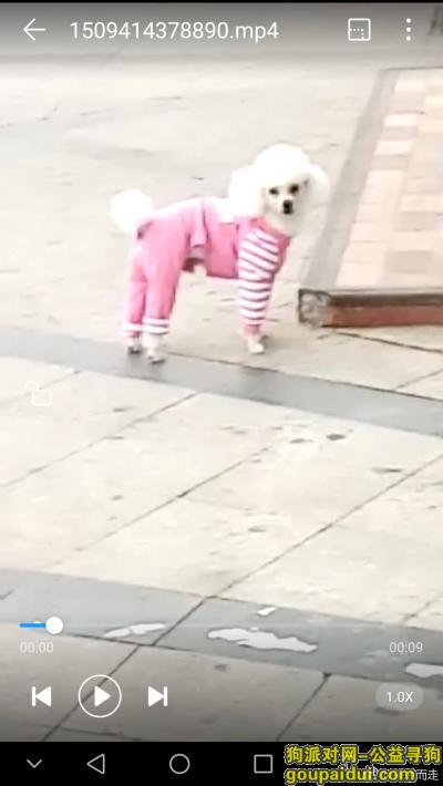 商丘市梁园区行署家属院重金寻找贵宾，它是一只非常可爱的宠物狗狗，希望它早日回家，不要变成流浪狗。