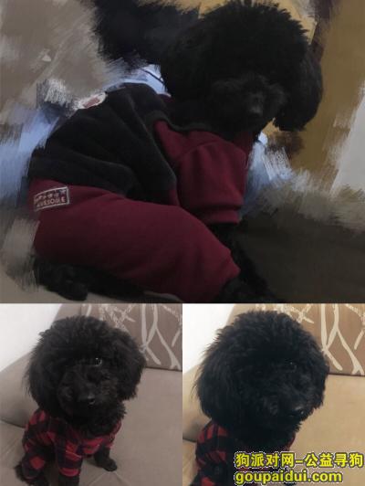 【重庆找狗】，黑色泰迪狗狗名字叫小五，它是一只非常可爱的宠物狗狗，希望它早日回家，不要变成流浪狗。