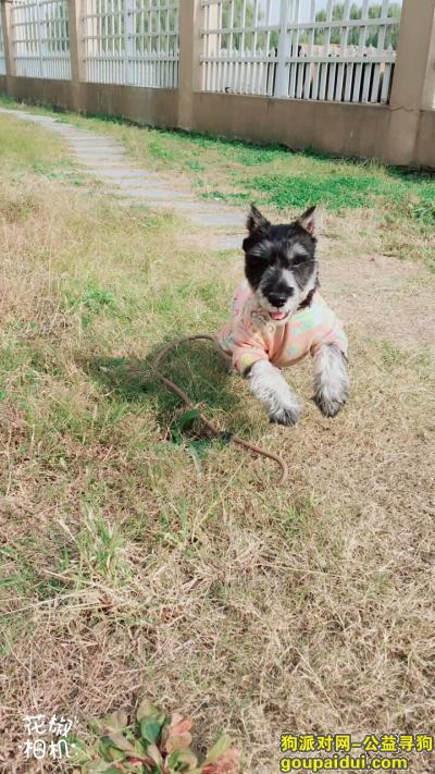 【杭州找狗】，重金寻找我家小雪 雪纳瑞，它是一只非常可爱的宠物狗狗，希望它早日回家，不要变成流浪狗。