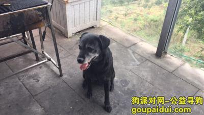 成都华阳欧尚走失黑色拉布拉多，它是一只非常可爱的宠物狗狗，希望它早日回家，不要变成流浪狗。