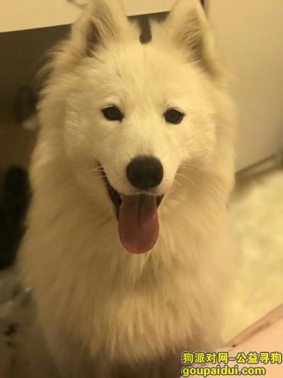 安庆寻狗网，请大家帮我留意我的狗狗她是一只白色的萨摩耶两千元酬谢，它是一只非常可爱的宠物狗狗，希望它早日回家，不要变成流浪狗。