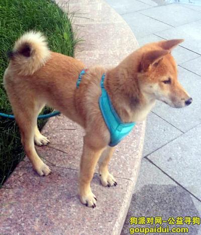 哈尔滨花园街附近丢柴犬，主人很心急。，它是一只非常可爱的宠物狗狗，希望它早日回家，不要变成流浪狗。