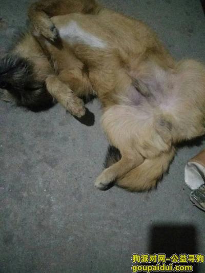 【武汉找狗】，找狗  土狗  6个月  棕色，它是一只非常可爱的宠物狗狗，希望它早日回家，不要变成流浪狗。