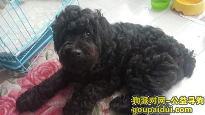 寻找肥狗狗多多，黑色贵宾20多斤，它是一只非常可爱的宠物狗狗，希望它早日回家，不要变成流浪狗。
