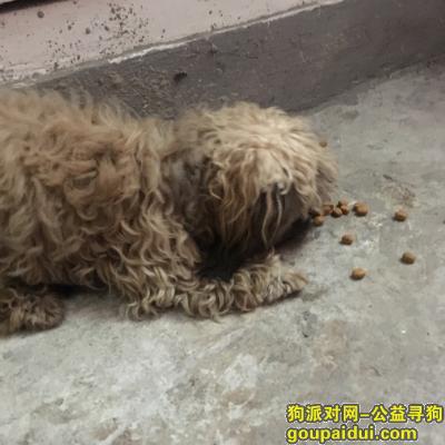 【重庆捡到狗】，谁的狗大竹林金竹苑1区，它是一只非常可爱的宠物狗狗，希望它早日回家，不要变成流浪狗。