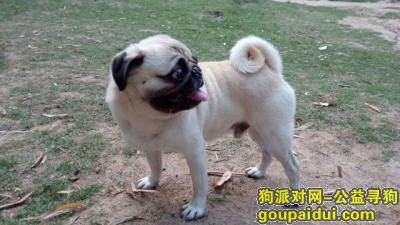 寻找巴哥犬，东莞黄江星光重金寻巴哥犬，它是一只非常可爱的宠物狗狗，希望它早日回家，不要变成流浪狗。