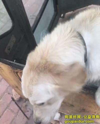 大庆寻狗网，丢失地点大庆市绿色草原牧场如有提供消息者必有酬谢，它是一只非常可爱的宠物狗狗，希望它早日回家，不要变成流浪狗。