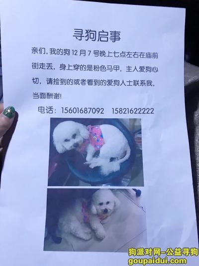 【上海找狗】，上海松江12月7日在庙前街晚上8点白色比熊被人牵走，它是一只非常可爱的宠物狗狗，希望它早日回家，不要变成流浪狗。