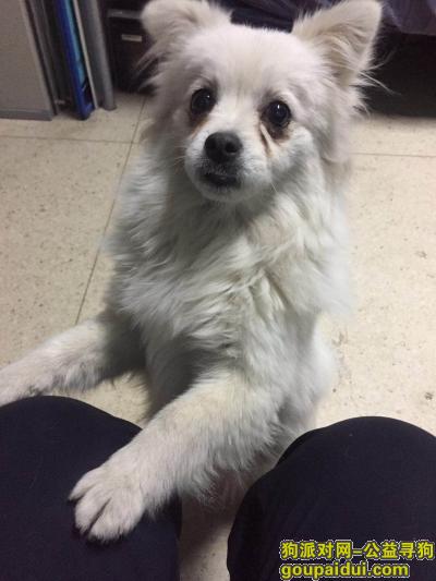 【北京捡到狗】，2017年12月11日在301医院东门捡到一条狗狗，它是一只非常可爱的宠物狗狗，希望它早日回家，不要变成流浪狗。