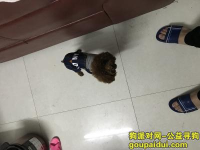 【广州捡到狗】，云凯酒店附近捡到一只泰迪，它是一只非常可爱的宠物狗狗，希望它早日回家，不要变成流浪狗。