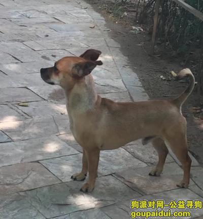 北京朝阳公园丽水家园小区寻找狗，它是一只非常可爱的宠物狗狗，希望它早日回家，不要变成流浪狗。