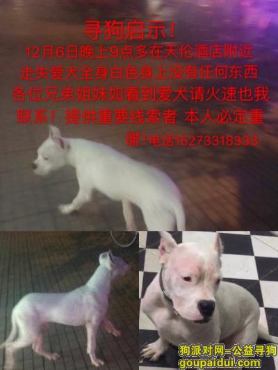 【株洲找狗】，寻狗启示，白色杜高犬5个多月大，它是一只非常可爱的宠物狗狗，希望它早日回家，不要变成流浪狗。