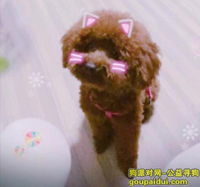 【上海找狗】，2017年12月13日下午一点半在浦东川沙金凯门大酒店附近丢失的一条泰迪狗，它是一只非常可爱的宠物狗狗，希望它早日回家，不要变成流浪狗。