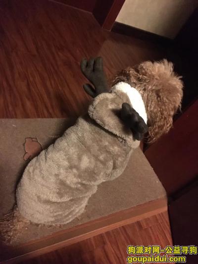 12月11日走失成都泰迪弟弟，它是一只非常可爱的宠物狗狗，希望它早日回家，不要变成流浪狗。
