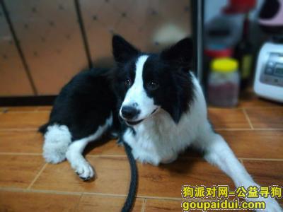 寻找爱狗边牧小黑在温州苍南走丢，它是一只非常可爱的宠物狗狗，希望它早日回家，不要变成流浪狗。