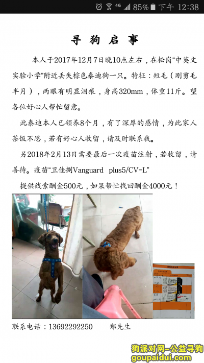 【深圳找狗】，泰迪狗在宝安区松岗镇丢失，它是一只非常可爱的宠物狗狗，希望它早日回家，不要变成流浪狗。