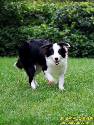 1万元寻狗-郑州 黑白色母边牧 左耳朵白色，它是一只非常可爱的宠物狗狗，希望它早日回家，不要变成流浪狗。