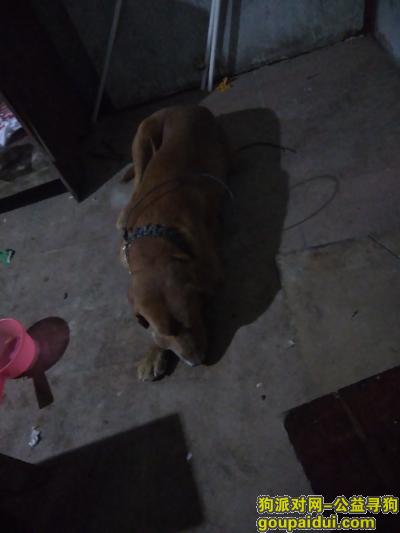 深圳捡到狗，盐田港附近捡到大黄狗拉布拉多一条，它是一只非常可爱的宠物狗狗，希望它早日回家，不要变成流浪狗。