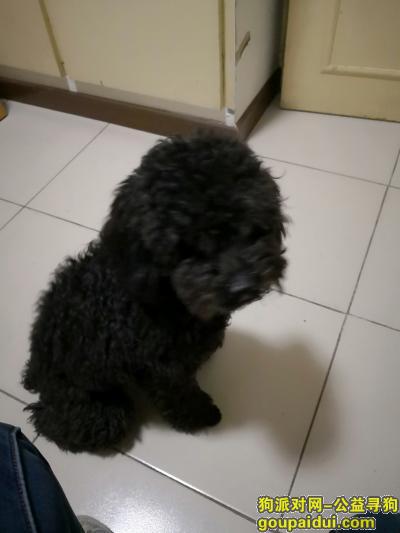 北京捡到狗，北京真武庙附近捡到一只黑色贵宾，它是一只非常可爱的宠物狗狗，希望它早日回家，不要变成流浪狗。