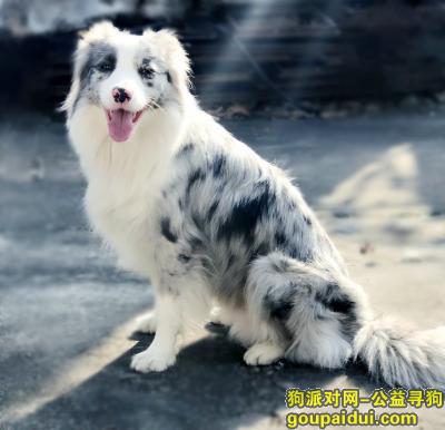 【南京找狗】，南京在樱花路附近丢失一只陨石色的边牧酬金1000寻狗，它是一只非常可爱的宠物狗狗，希望它早日回家，不要变成流浪狗。