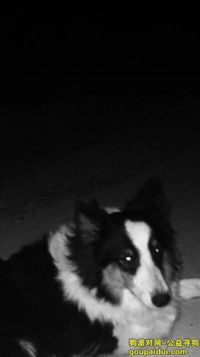 寻狗启示，黑白黄色喜乐蒂牧羊犬！！！！，它是一只非常可爱的宠物狗狗，希望它早日回家，不要变成流浪狗。