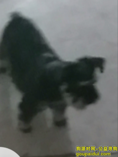 【杭州找狗】，寻找雪纳瑞黑色一定重谢，它是一只非常可爱的宠物狗狗，希望它早日回家，不要变成流浪狗。