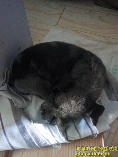 2017.12.18号在夏庄史家泊子捡到一只雪纳瑞，它是一只非常可爱的宠物狗狗，希望它早日回家，不要变成流浪狗。
