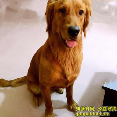 【广州找狗】，安妮快回家，家人很想你，它是一只非常可爱的宠物狗狗，希望它早日回家，不要变成流浪狗。