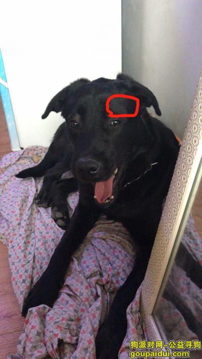 许昌市库祥佑小区酬谢两千元寻找黑色拉布拉多，它是一只非常可爱的宠物狗狗，希望它早日回家，不要变成流浪狗。
