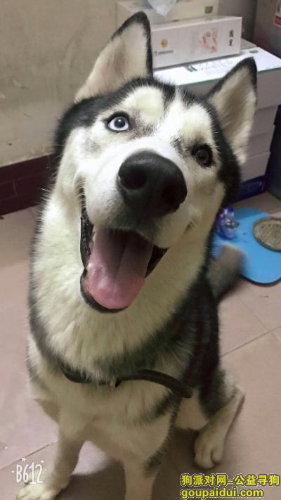 【广州找狗】，寻找爱犬哈士奇轩轩。，它是一只非常可爱的宠物狗狗，希望它早日回家，不要变成流浪狗。