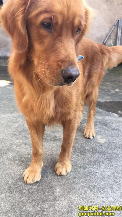 绍兴寻狗网，12.15绍兴东湖寻金毛，它是一只非常可爱的宠物狗狗，希望它早日回家，不要变成流浪狗。