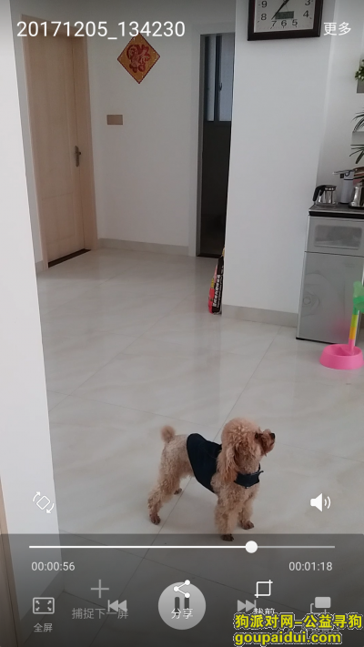 九江寻狗网，寻宠启示 重金酬谢 13870242910，它是一只非常可爱的宠物狗狗，希望它早日回家，不要变成流浪狗。