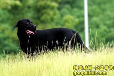 【盐城找狗】，盐城东台省道304北酬谢三千元寻找黑色拉布拉多，它是一只非常可爱的宠物狗狗，希望它早日回家，不要变成流浪狗。