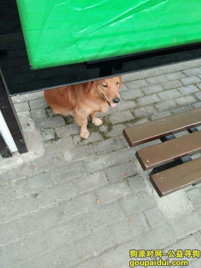 【芜湖找狗】，一条可能性不大的寻狗启示，它是一只非常可爱的宠物狗狗，希望它早日回家，不要变成流浪狗。