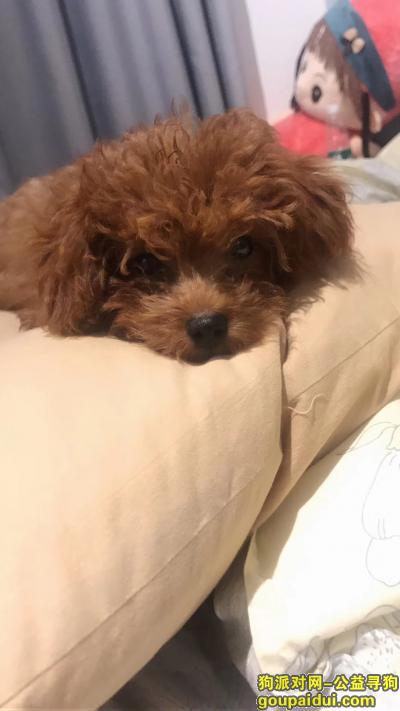 本人于12.19号在深圳福田新洲花园丢失一只泰迪犬，棕色。如有人帮忙找到，酬金一千元，非常感谢。，它是一只非常可爱的宠物狗狗，希望它早日回家，不要变成流浪狗。