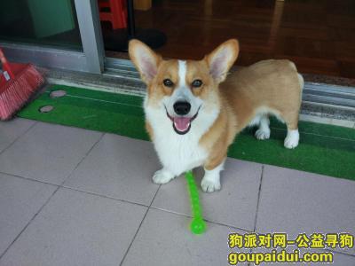 广州丢狗，adsdsdsdsdsdsdsdsdsdsdsdsdsdsdsdsdsdsdsdsdsdsdsdsdsdsdsdsdsdsdsdsdsdsdsdsdsdsdsdsdsdsdsdsdsdsdsdsdsdsdsdsdsdsdsdsdsdsds，它是一只非常可爱的宠物狗狗，希望它早日回家，不要变成流浪狗。