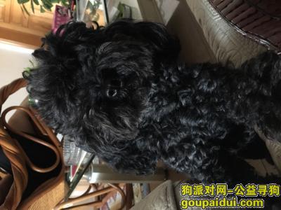 【天津找狗】，寻找黑色7年小泰迪长虹公园走失，它是一只非常可爱的宠物狗狗，希望它早日回家，不要变成流浪狗。