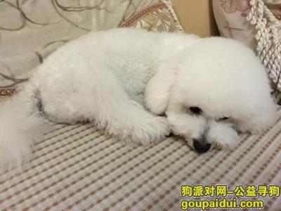 【武汉找狗】，12月22日在光谷理想城附近走失白色比熊一只，它是一只非常可爱的宠物狗狗，希望它早日回家，不要变成流浪狗。