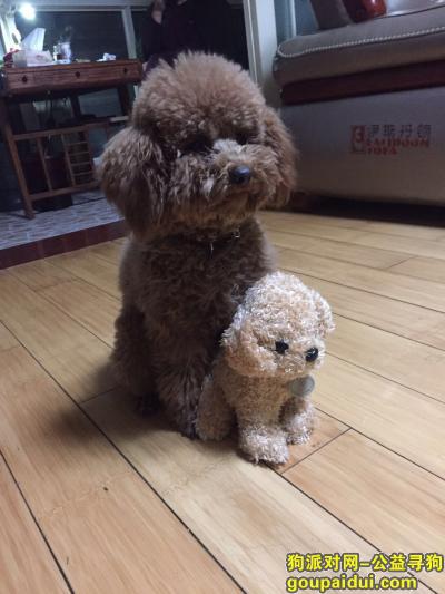 灞桥区金裕青青家园一只母小泰迪，它是一只非常可爱的宠物狗狗，希望它早日回家，不要变成流浪狗。