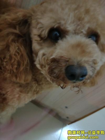【深圳找狗】，寻找泰迪淡黄色小狗狗一只，它是一只非常可爱的宠物狗狗，希望它早日回家，不要变成流浪狗。